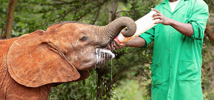 daphne-sheldrick-elephant-orphanage-day-trip